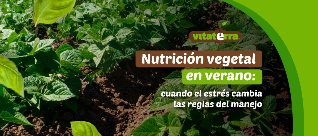 Cultivo de hojas verdes en suelo con surcos durante temporada de verano – Vitaterra