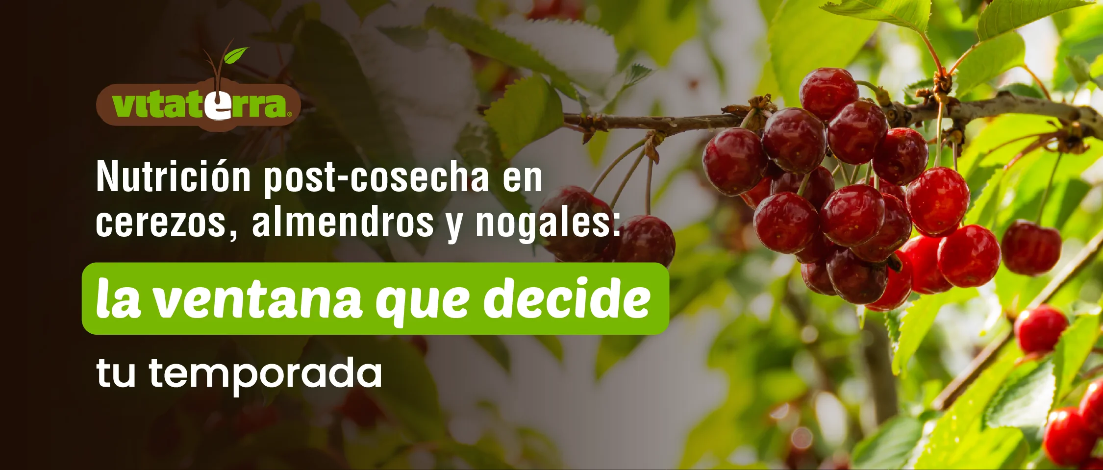 Nutrición post-cosecha en cerezos, almendros y nogales en Chile
