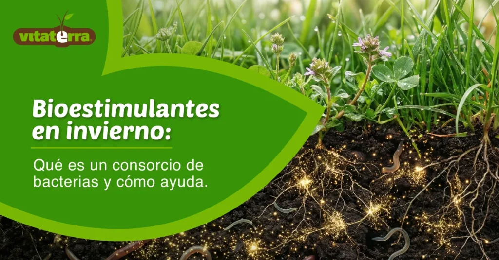 Raíces y microorganismos del suelo en invierno, bioestimulante consorcio de bacterias Vitaterra
