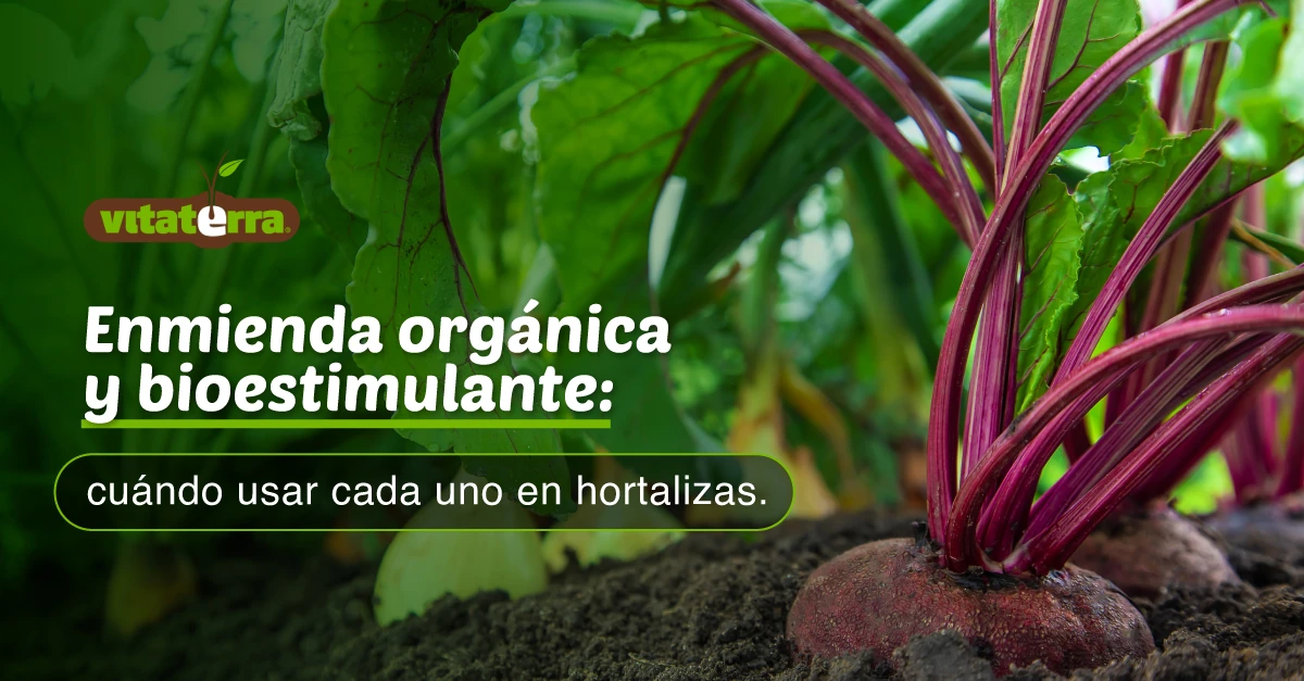 Enmienda orgánica y bioestimulante Vitabión en hortalizas