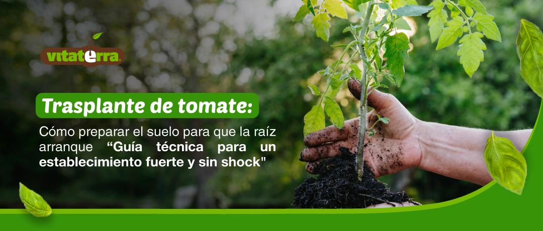 Trasplante de tomate y preparación del suelo para la raíz
